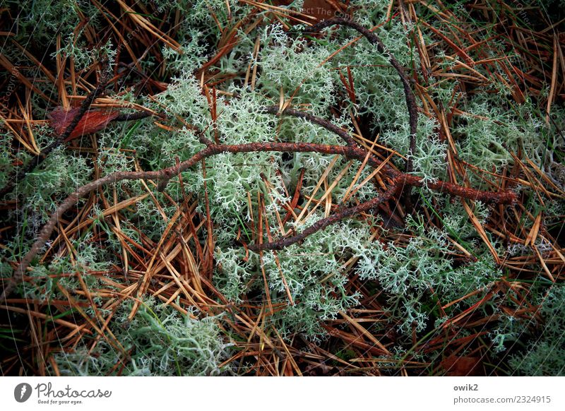 Unterlage Umwelt Natur Landschaft Pflanze Herbst Sträucher Zweig Flechten Tannennadel Wald Duft klein nah natürlich trocken unten viele weich grün Waldboden