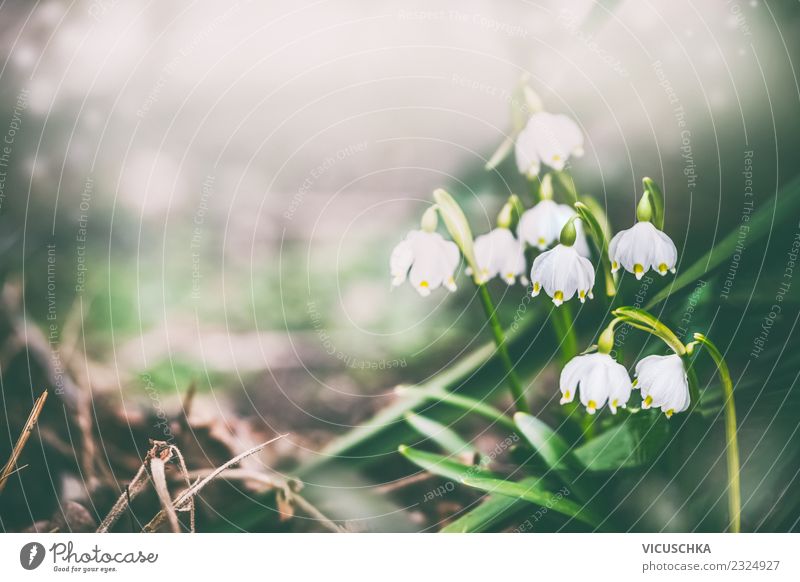 Hübsche Maiglöckchen im Garten Design Natur Pflanze Frühling Blume Blatt Blüte Park grau grün Hintergrundbild Frühlingsgefühle Frühlingsblume Farbfoto