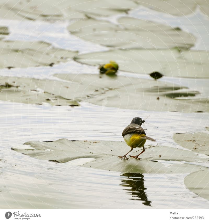 Schnapp! Umwelt Natur Pflanze Tier Wasser Blatt Seerosen Seerosenblatt Teich Vogel Schafstelze 1 fangen Fressen klein natürlich niedlich grün Farbfoto