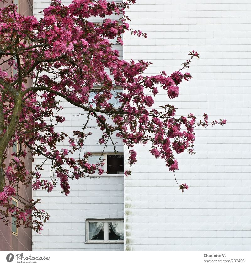 Lichtblick Pflanze Frühling Baum Blüte Obstbaum Kirschbaum Kirschblüten Hochhaus Wohnhochhaus Mehrfamilienhaus Wohnsiedlung Mauer Wand Fassade Fenster