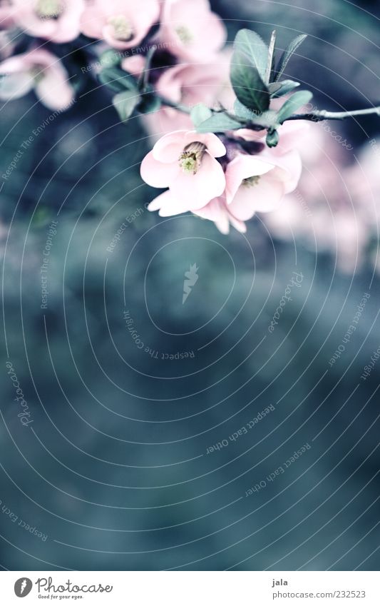 quitten in bloom IV Natur Pflanze Sträucher Blatt Blüte Nutzpflanze schön zart zartes Grün Quittenblüte Farbfoto Außenaufnahme Menschenleer Textfreiraum unten