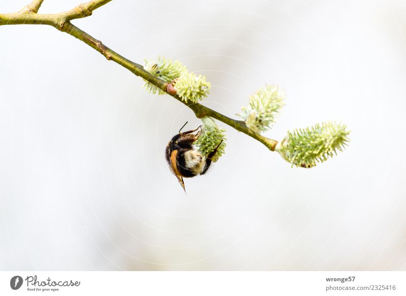 Hummel an einem Weidenkätzchen Natur Tier Frühling Blüte Wildtier 1 Arbeit & Erwerbstätigkeit Blühend hängen nah natürlich braun gelb grün schwarz