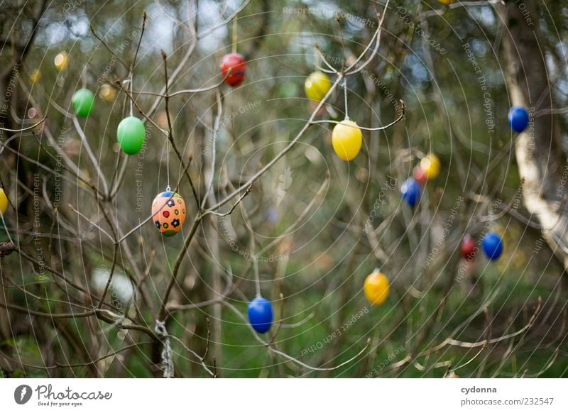 Detailverliebt Lifestyle Stil Design Leben Freiheit Feste & Feiern Ostern Umwelt Natur Frühling Baum Sträucher Garten einzigartig Idee Idylle Inspiration