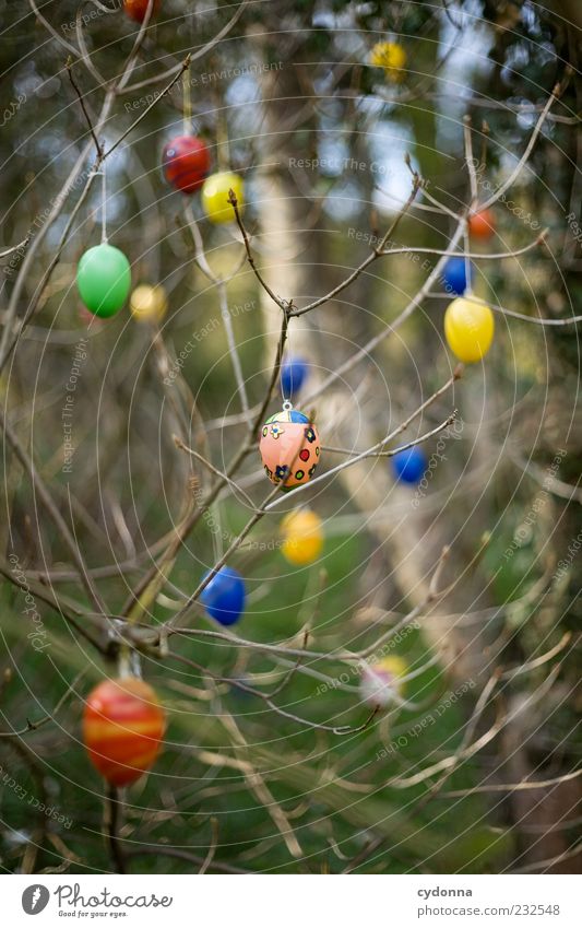 Kunterbunt Lifestyle Stil Design Leben Feste & Feiern Ostern Umwelt Natur Frühling Baum Sträucher Garten einzigartig Freiheit Idee Idylle Inspiration