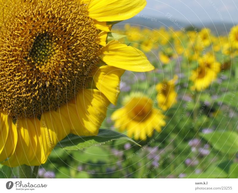 SUNenblume Sonnenblume gelb Blume grün Pflanze Makroaufnahme Landschaft