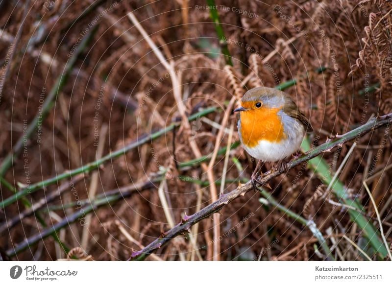 Rotkehlchen mein kleiner Freund Tier Wildtier Vogel Flügel 1 genießen hocken träumen warten dick frech frei niedlich rund braun orange Lebensfreude