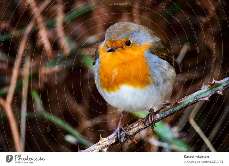 Rotkehlchen auf einem Ast Natur Tier Vogel Flügel festhalten fliegen dick authentisch einfach fantastisch frech frei klein braun rot Liebe Tierliebe