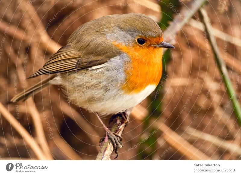 Rotkehlchen im Portrait Natur Frühling Sträucher Tier Wildtier Vogel Flügel 1 beobachten genießen hocken stehen warten ästhetisch authentisch Glück schön klein