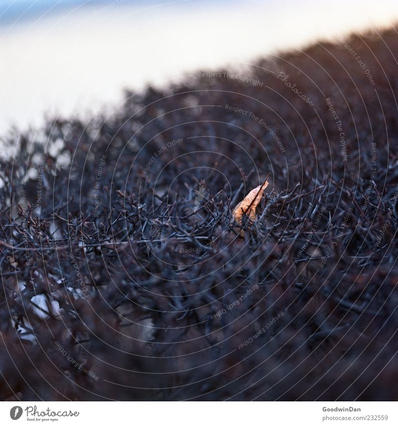 einsam. Umwelt Natur Winter Wetter Schönes Wetter Eis Frost Pflanze Sträucher Blatt hell kalt schön trist Stimmung Farbfoto Außenaufnahme Menschenleer Tag Licht