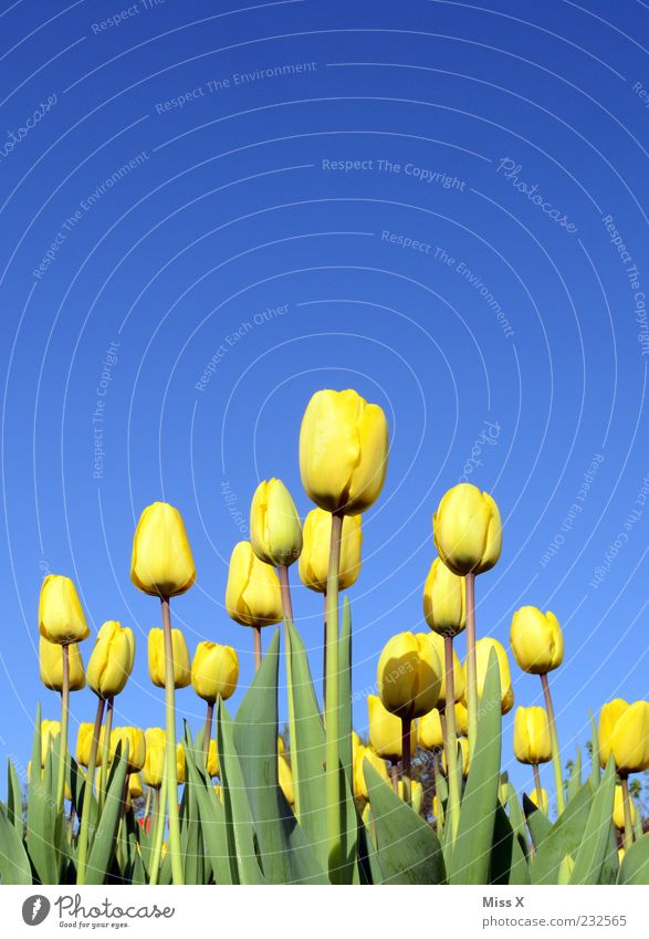 der Sonne entgegen Natur Pflanze Wolkenloser Himmel Frühling Schönes Wetter Blume Tulpe Blatt Blüte Blühend Duft Wachstum schön gelb Tulpenfeld Tulpenblüte