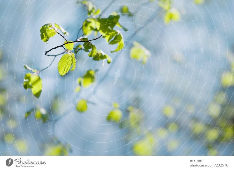 Blättchengrün Natur Frühling Blatt Frühlingsfarbe zartes Grün Zweige u. Äste Naturwuchs Wachstum hell schön blau Frühlingsgefühle Farbfoto Außenaufnahme