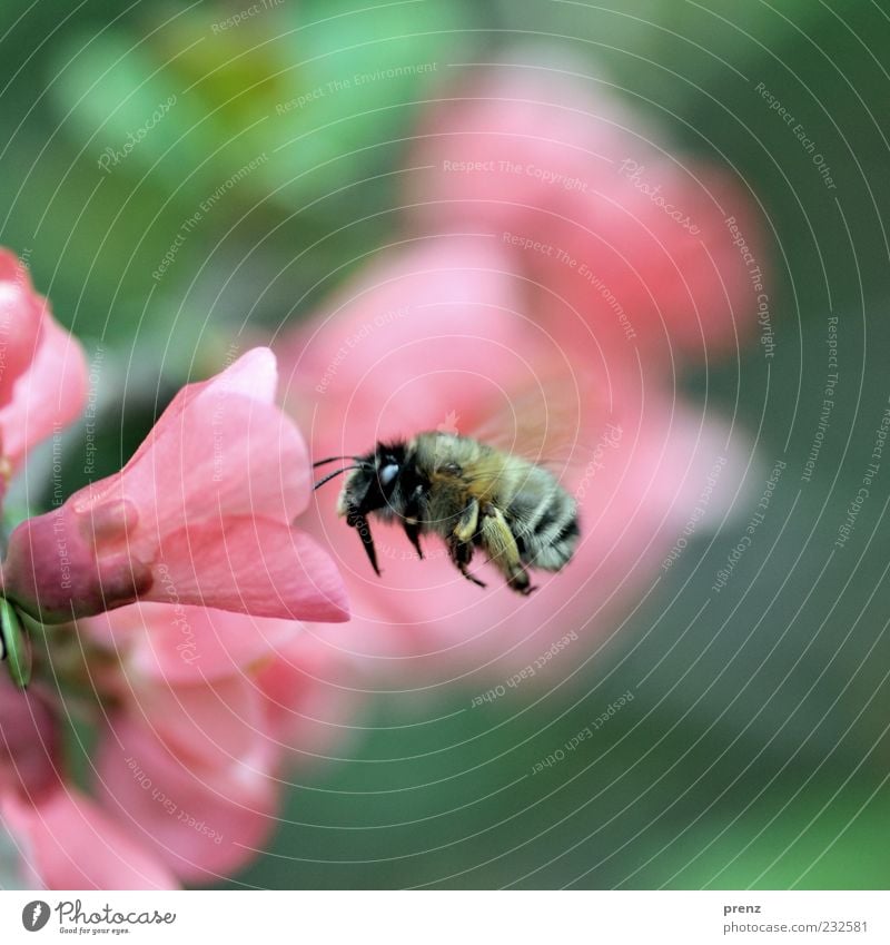 juhu frühling Umwelt Natur Pflanze Tier Luft Sträucher Blüte Wildpflanze Biene 1 grün rosa fliegen Blütenblatt Fühler Flügel Schweben Ganzkörperaufnahme