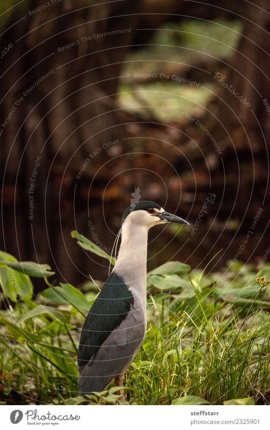 Still Schwarzkroniger Nachtreiher Küstenvogel Nycticorax nycticorax nycticorax Tier Wildtier Vogel 1 blau grün rot weiß Nachtreiher mit schwarzer Krone Reiher