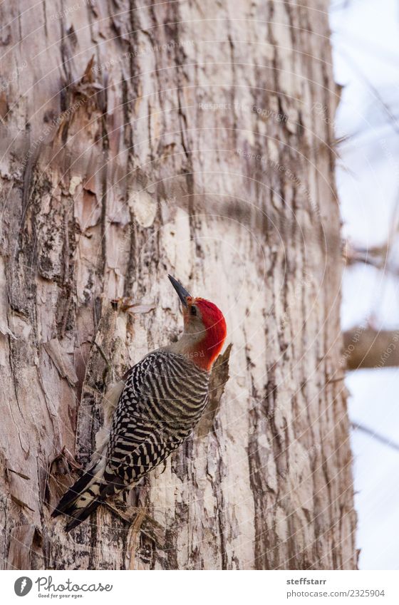 Rotbauchspecht Melanerpes carolinus Natur Baum Wald rothaarig Tier Wildtier Vogel 1 Holz braun Specht Wildvogel Neapel Florida Farbfoto Menschenleer Morgen