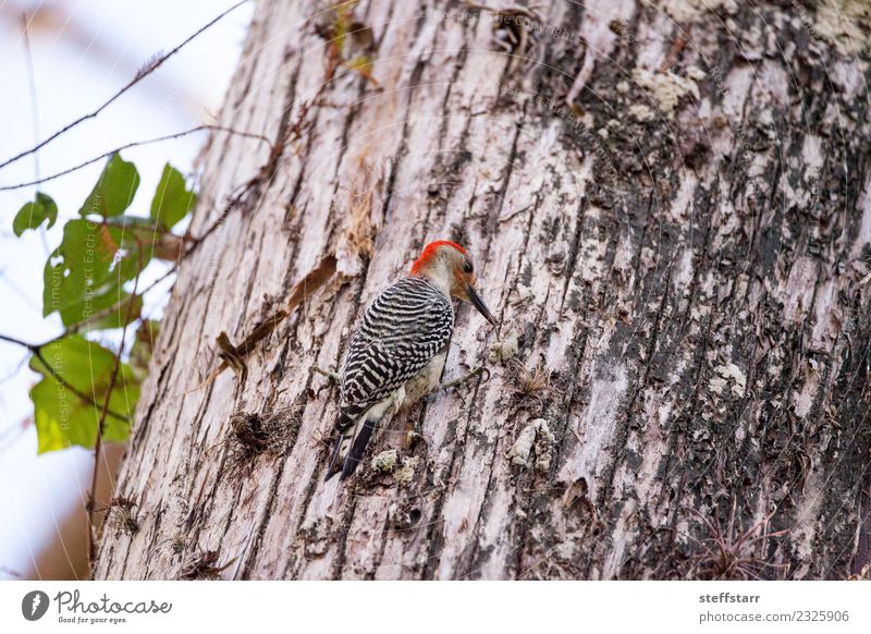 Rotbauchspecht Melanerpes carolinus Natur Baum Wald rothaarig Tier Wildtier Vogel 1 Holz braun grün Specht Wildvogel Neapel Florida Farbfoto Menschenleer Morgen