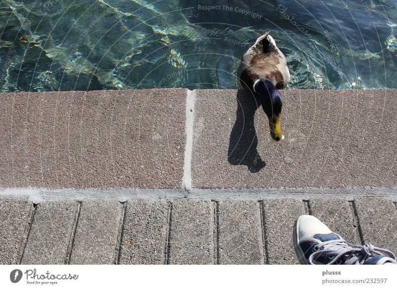 Gieriges Entlein Tier Tiergesicht 1 Schwimmen & Baden füttern frech klug verrückt blau Mut Appetit & Hunger gefräßig anstrengen Entschlossenheit planen Farbfoto