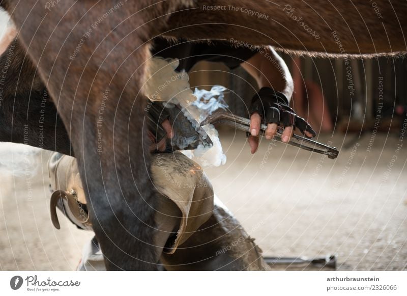 Hufschmied beim beschlagen der Hufe eines Pferdes im Stall Freizeit & Hobby Reiten Reitsport Berufsausbildung Landwirt Wirtschaft Landwirtschaft Forstwirtschaft