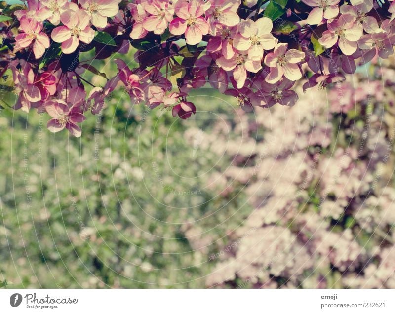 Befruchter Natur Pflanze Frühling Sommer Baum Blume Blüte rosa Fertilisation Apfelbaum Apfelblüte Blühend Blütenblatt Farbfoto mehrfarbig Außenaufnahme