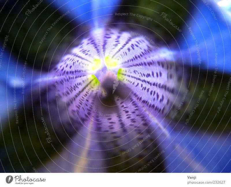 Schwarz-Blau Umwelt Natur Pflanze Frühling Blume Blüte ästhetisch Fröhlichkeit Blütenstiel Farbfoto Makroaufnahme Muster Tag Blütenblatt mehrfarbig prächtig