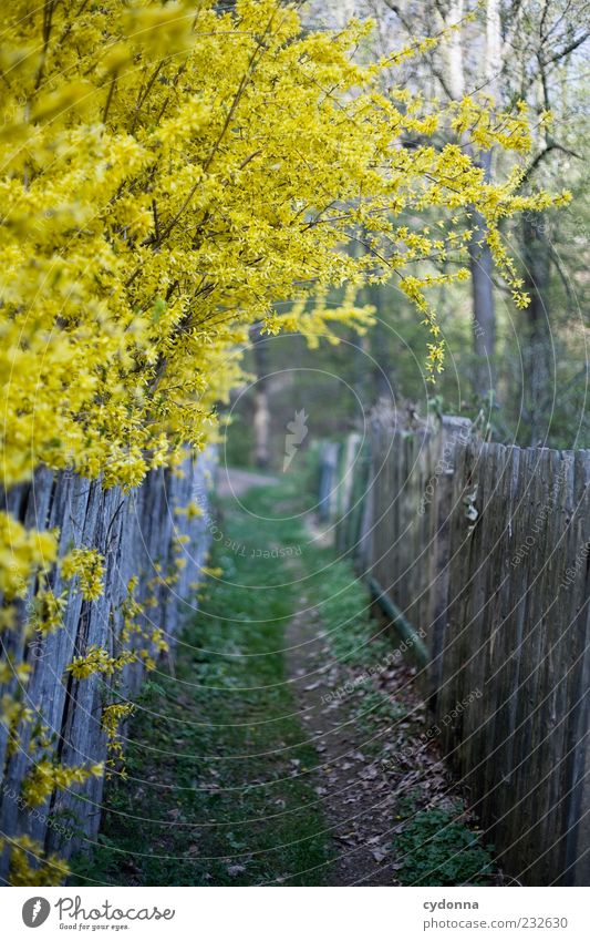 Weg in den Frühling Leben ruhig Umwelt Natur Sträucher Garten Wiese Wald Einsamkeit einzigartig Gefühle Idylle schön träumen Vergänglichkeit Wege & Pfade Ziel