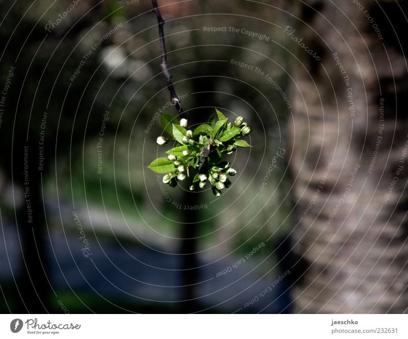 Knospenträgerstelle Umwelt Natur Frühling Pflanze Baum Blüte Blühend frisch grün Frühlingsgefühle Vorfreude Kirschbaum Kirschblüten Blütenknospen zart