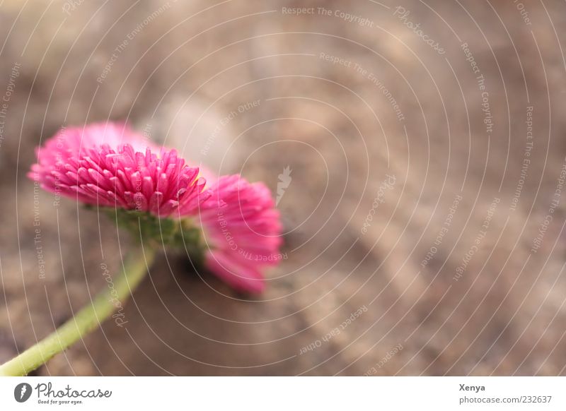 Rosa Reloaded Natur Pflanze Blume Blüte Blühend braun grün rosa Lebensfreude Frühling Farbfoto Außenaufnahme Makroaufnahme Menschenleer Textfreiraum rechts Tag