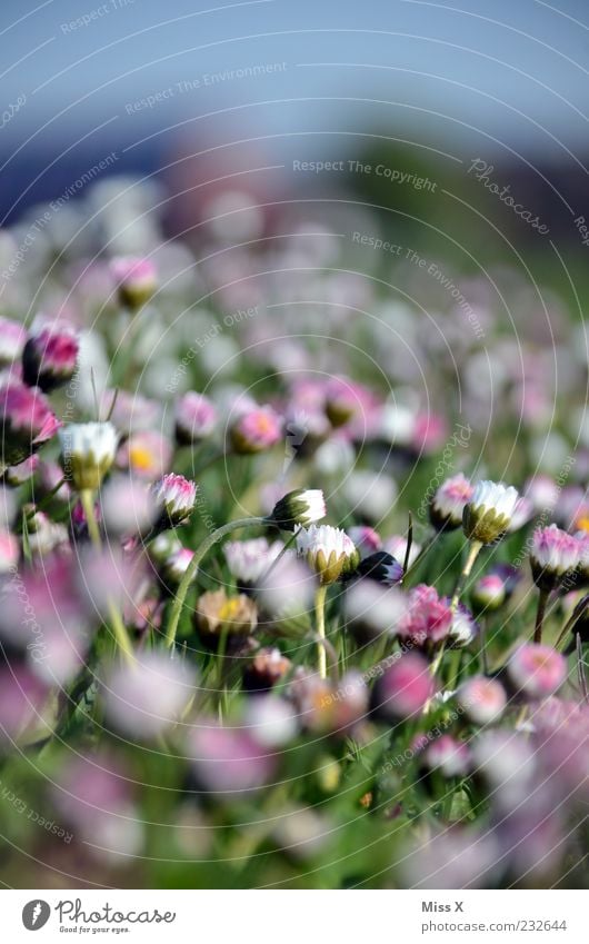 Tausend Tausendschön Natur Pflanze Frühling Sommer Blume Blatt Blüte Garten Wiese Blühend Duft Wachstum klein rosa weiß Gänseblümchen Blütenknospen Blütenblatt