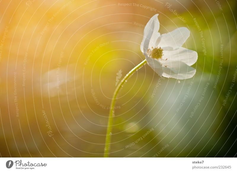 Frühblüher Blume Blüte Blühend leuchten einzigartig Wärme Zufriedenheit Idylle Natur Wachstum Buschwindröschen Farbfoto mehrfarbig Außenaufnahme Nahaufnahme