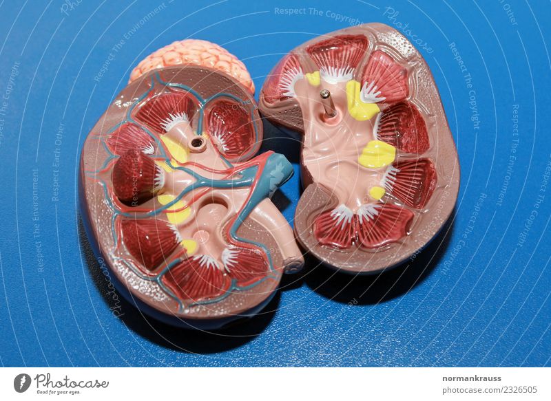 Model einer Niere Kunststoff nah Sauberkeit blau mehrfarbig gelb rot Beratung Bildung Gesundheit Gesundheitswesen Schule Wissen Nierenmodel Anschauungsobjekt 3D