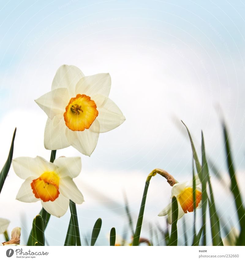 Osterglöckchen Umwelt Natur Pflanze Himmel Wolken Frühling Schönes Wetter Blume Blüte Blühend schön Glück Fröhlichkeit Frühlingsgefühle Vorfreude Wachstum