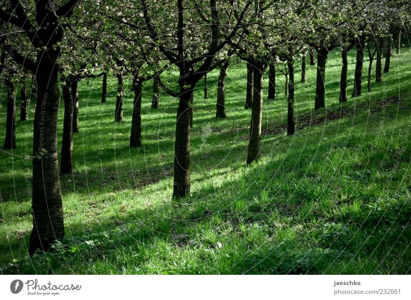 Obstordnung Umwelt Natur Frühling Schönes Wetter Baum Nutzpflanze Blühend grün aufgereiht Ordnung Ordnungsliebe Kirschbaum parallel Reihe Berghang Obstbaum