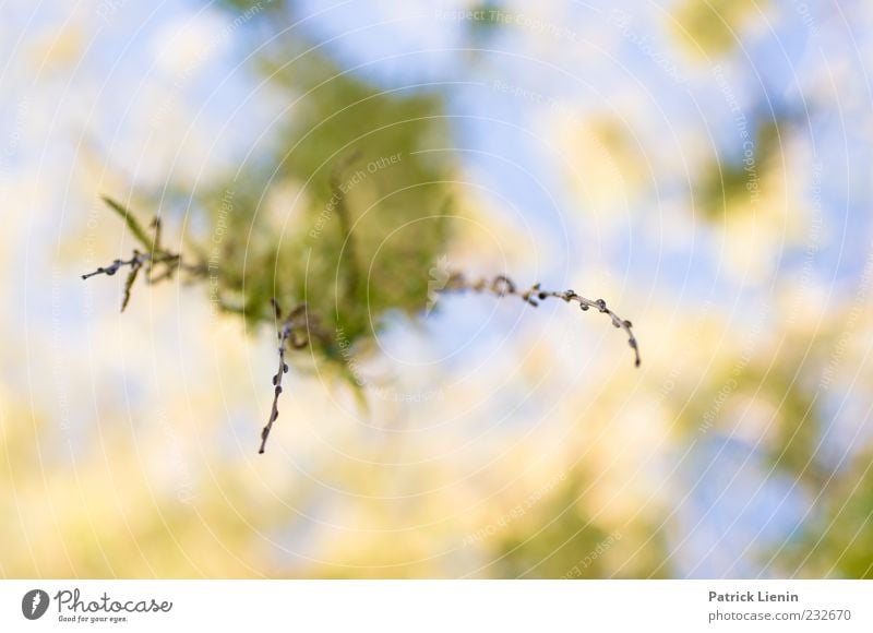 Feel Umwelt Natur Pflanze Luft Himmel Sonnenlicht Frühling Baum Blatt Grünpflanze Wildpflanze frisch schön natürlich weich hängen blau Trieb Farbfoto