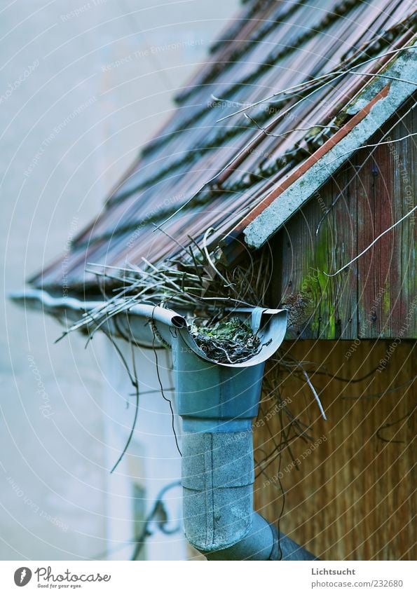 Hexenhaus Unkraut Hütte Architektur Holzwand Dach Dachrinne Giebelseite alt eckig trist blau früher Menschenleer Verfall verfallen Wachstum außergewöhnlich