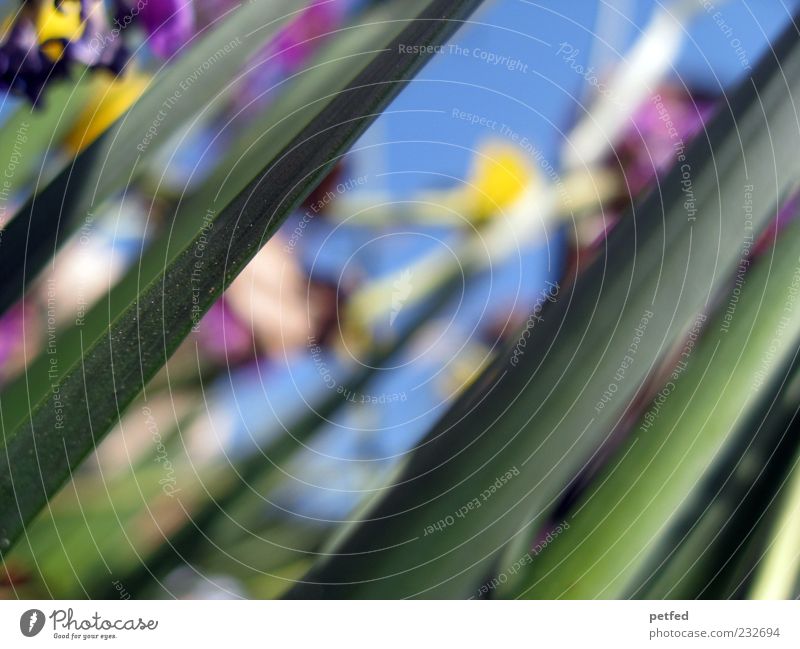 Neu Frühling Pflanze Himmel Schönes Wetter Blume Gras Garten Wiese Freundlichkeit Fröhlichkeit frisch blau mehrfarbig grün Blatt Blütenblatt Detailaufnahme