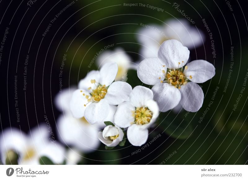 von neuem Pflanze Frühling Sträucher Blüte Blütenblatt Blühend Duft schön weiß Frühlingsgefühle Vorfreude Natur Pollen Neuanfang Floristik Leben Romantik