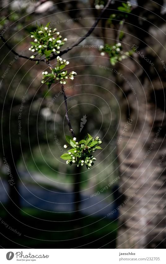 Prager Frühling VII Umwelt Natur Schönes Wetter Pflanze Baum Nutzpflanze Blühend grün weiß Frühlingsgefühle Blütenknospen Kirschbaum Obstbaum Baumstamm Ast