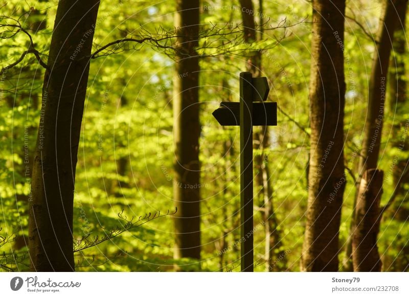 Da geht's zum Frühling Natur Pflanze Baum Blatt Wald Schilder & Markierungen grün Richtung Jahreszeiten Wegweiser Baumstamm Farbfoto Außenaufnahme Menschenleer