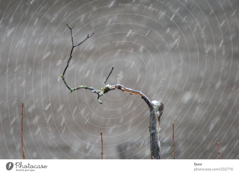 Last Branch Standing Umwelt Natur Urelemente Luft Himmel Winter Wetter schlechtes Wetter Unwetter Schnee Schneefall Pflanze Baum alt authentisch dunkel dünn