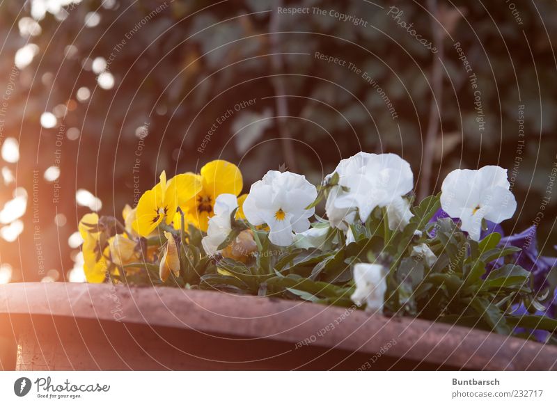 Schiefmütterchen Blumentopf Pflanze Sonnenlicht Frühling Blüte Stiefmütterchen Veilchengewächse gelb grün weiß Frühlingsgefühle Farbe Stimmung Farbfoto