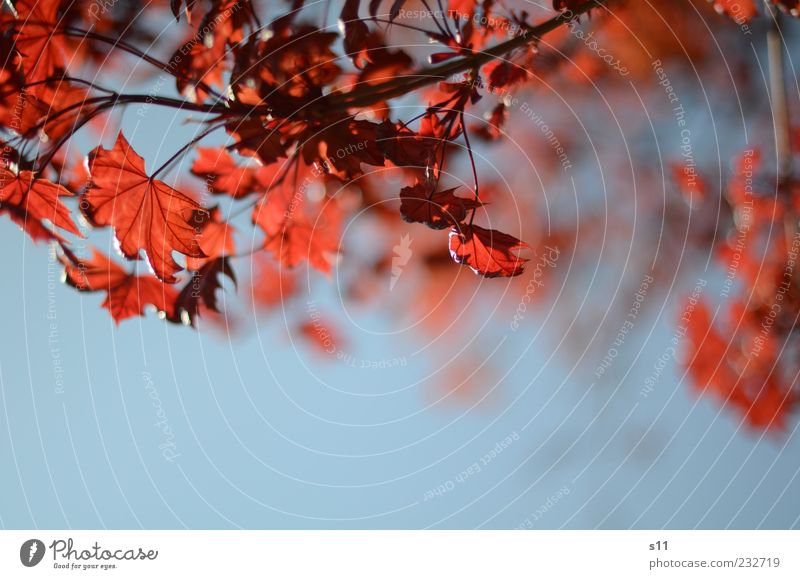 blauer himmel, rote blätter Umwelt Natur Pflanze Luft Himmel Wolkenloser Himmel Sonnenlicht Frühling Sommer Wetter Schönes Wetter Baum Blatt hängen leuchten