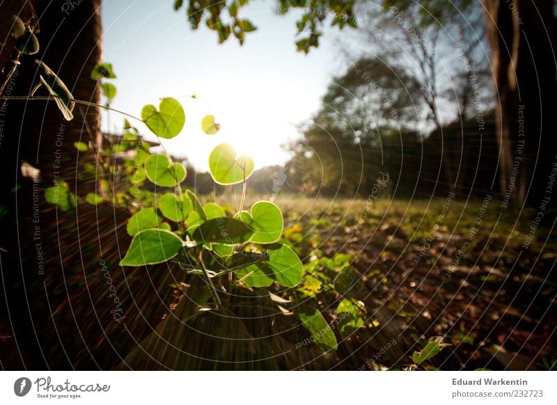 Pflanze Umwelt Natur Landschaft Himmel Sonnenlicht Baum Gras Blatt Grünpflanze Wildpflanze Boden Sonnenstrahlen grün Farbfoto Außenaufnahme Menschenleer Abend