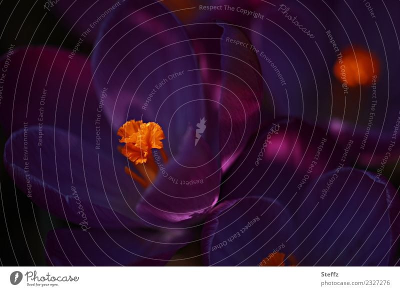 Krokusse warten auf die Sonne Frühlingsblumen Frühlingsblüten Blütenblätter Frühblüher Crocus blühende Krokusse Blütenstempel Dunkelfärbung dunkles Licht dunkel