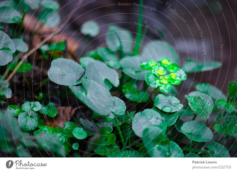 Leuchten im Wald Umwelt Natur Pflanze Frühling Regen Blatt Blüte Grünpflanze Wildpflanze dunkel frisch nass natürlich wild weich grün Milzkraut Farbfoto