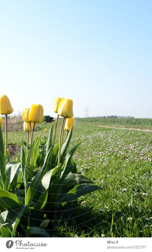 Frohe Ostern Natur Himmel Wolkenloser Himmel Frühling Schönes Wetter Pflanze Blume Tulpe Blatt Blüte Wiese Feld Blühend Duft Wachstum Frühlingstag