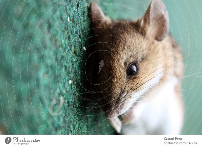 mAus Tier Totes Tier Maus Tiergesicht 1 liegen blau grün Tod Schnurrhaar Auge Ohr Nagetiere Farbfoto Außenaufnahme Tag Tierporträt bewegungslos Menschenleer