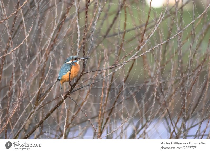 Eisvogel im Baum Umwelt Natur Tier Wasser Sonne Pflanze Ast Zweig Bach Fluss Wildtier Vogel Tiergesicht Flügel Krallen Eisvögel Schnabel Feder Auge 1 beobachten