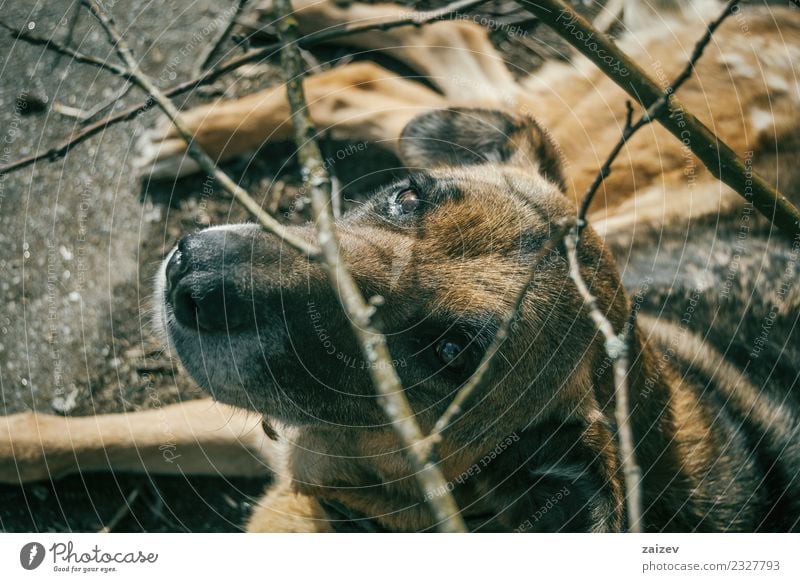 Hund ohne Rasse mit Blick in die Kamera schön Gesicht Sommer Frau Erwachsene Freundschaft Tier Erde Dorf Haustier Holz alt Traurigkeit warten dunkel groß