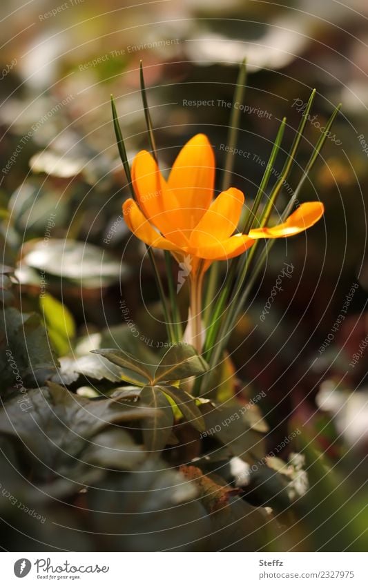 goldener Frühling mit einem gelben Krokus Gold-Krokus Crocus Crocus flavus Frühlingskrokus Frühlingsblume Frühblüher Jungpflanze März Märzblume Märzblüte