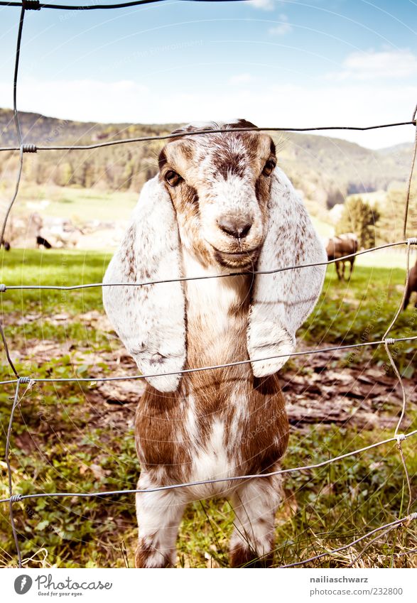 Schlappohr Tier Nutztier Ziegen 1 Tierjunges Blick stehen ästhetisch blau braun grün Frühling Zaun Drahtzaun Farbfoto Außenaufnahme Menschenleer