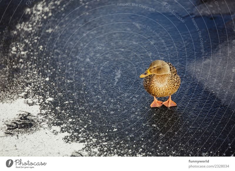 Kleine Ente steht auf Eis Tier Wildtier 1 Traurigkeit niedlich Sehnsucht Entenvögel Winter kalt Vogel Feder gefroren stehen Blick nachdenklich Denken Einsamkeit